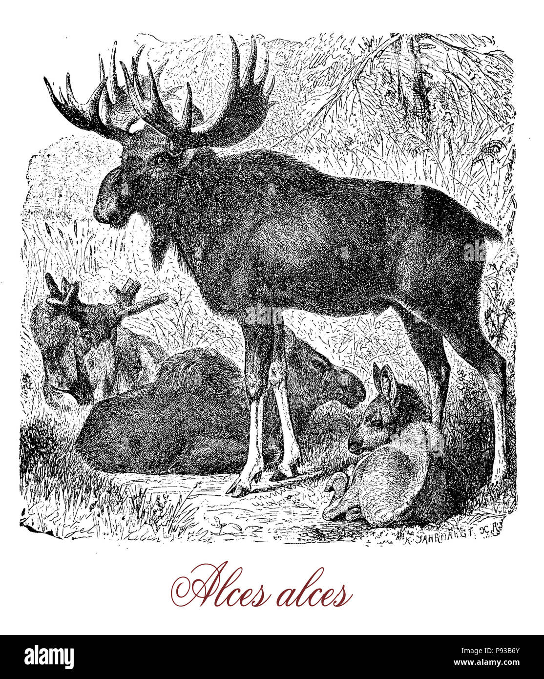 Vintage engraving of moose or elk, the heaviest species of the deer family, the male has broad palmated antlers  and lives in temperate subartic climates. It is a solitary animal and herbivore Stock Photo