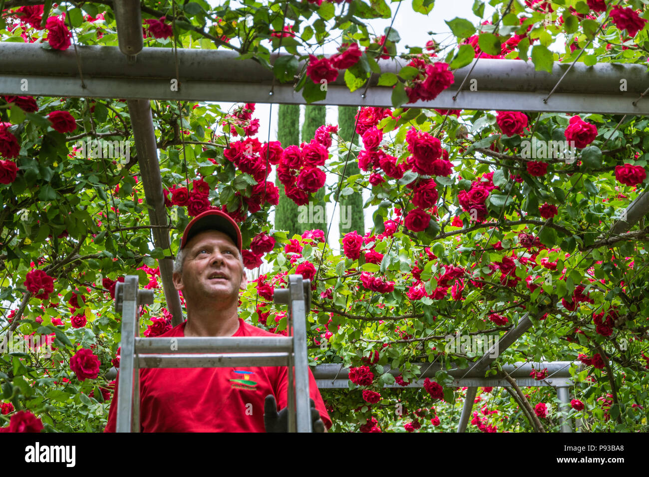 Male professional gardener arranges red rose plants at the Trauttmandorff Garden in Meran, South Tyrol, northern italy Stock Photo