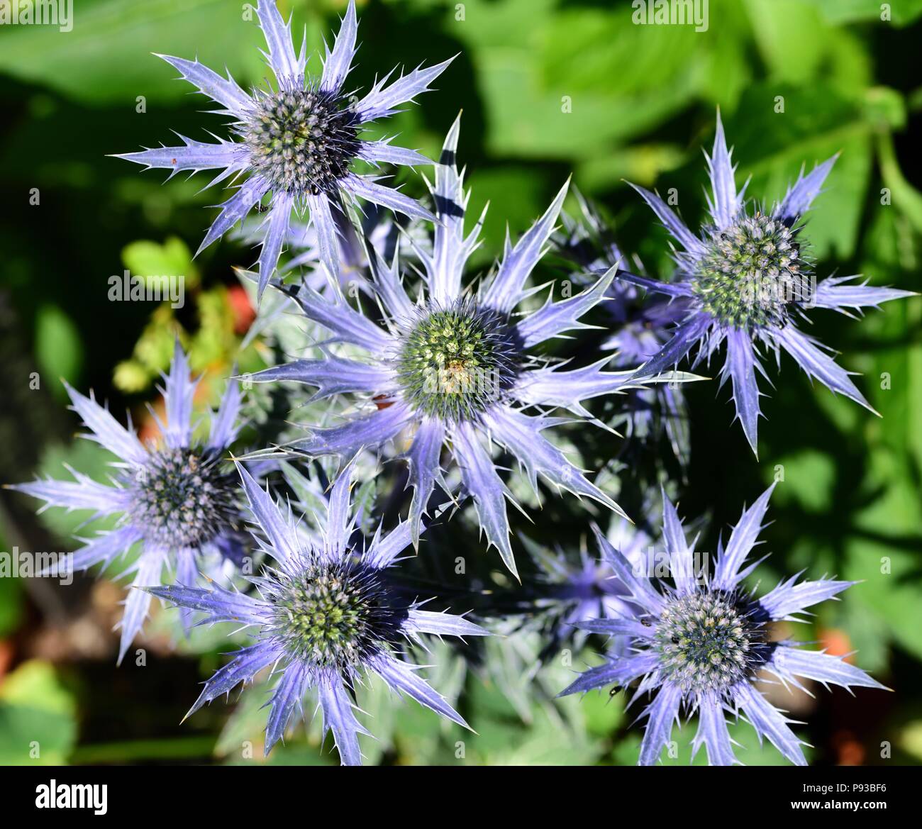 Eryngium sea holly hires stock photography and images Alamy