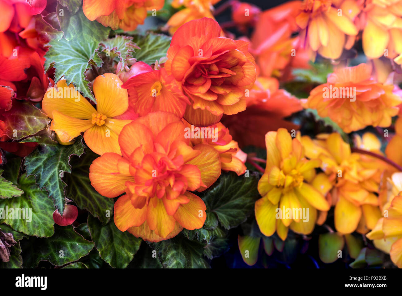 Beautiful Begonia Poster with bright colours (colors) Stock Photo