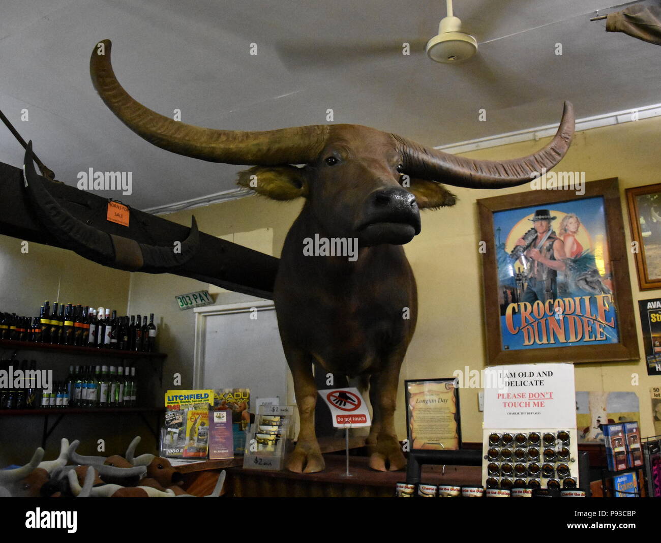 Adelaide River, Australia - Jun 16, 2018. Charlie the water Buffalo from  the movie Crocodile Dundee, on display at the Adelaide River Inn pub Stock  Photo - Alamy