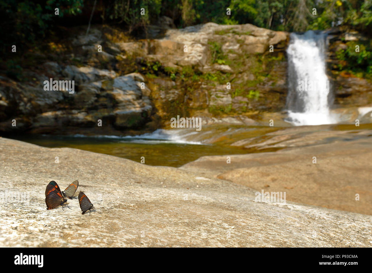Jungle butterflies hires stock photography and images Alamy