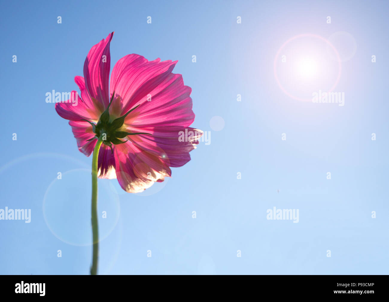 Pink cosmos flower in blue sky background lens flare and sunlight