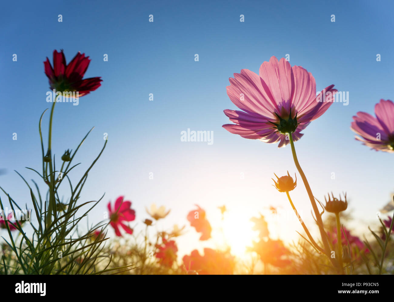 Pink cosmos flower in blue sky background lens flare and sunlight