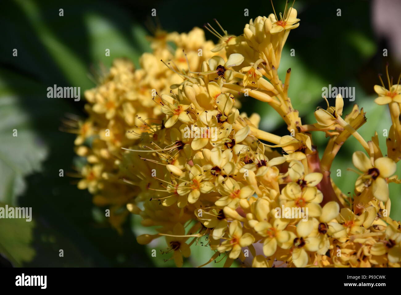 Colourful yellow blooms of Ashoka tree (Saraca indica asoca). The ...