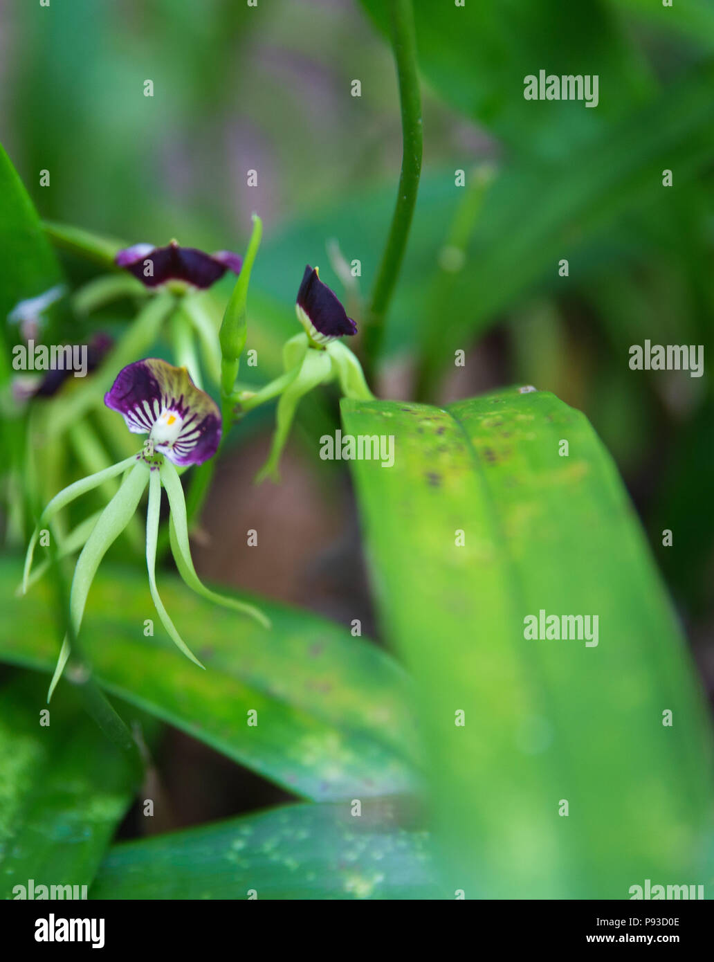 Black orchid, the national flower of Belize Stock Photo Alamy