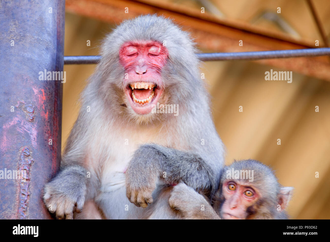 Monkey gangs in monkey hill， Macaque Stock Photo Alamy