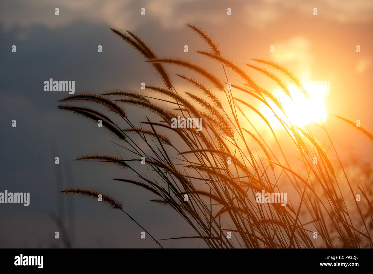 Pennisetum flower in late afternoon sunlight Stock Photo Alamy