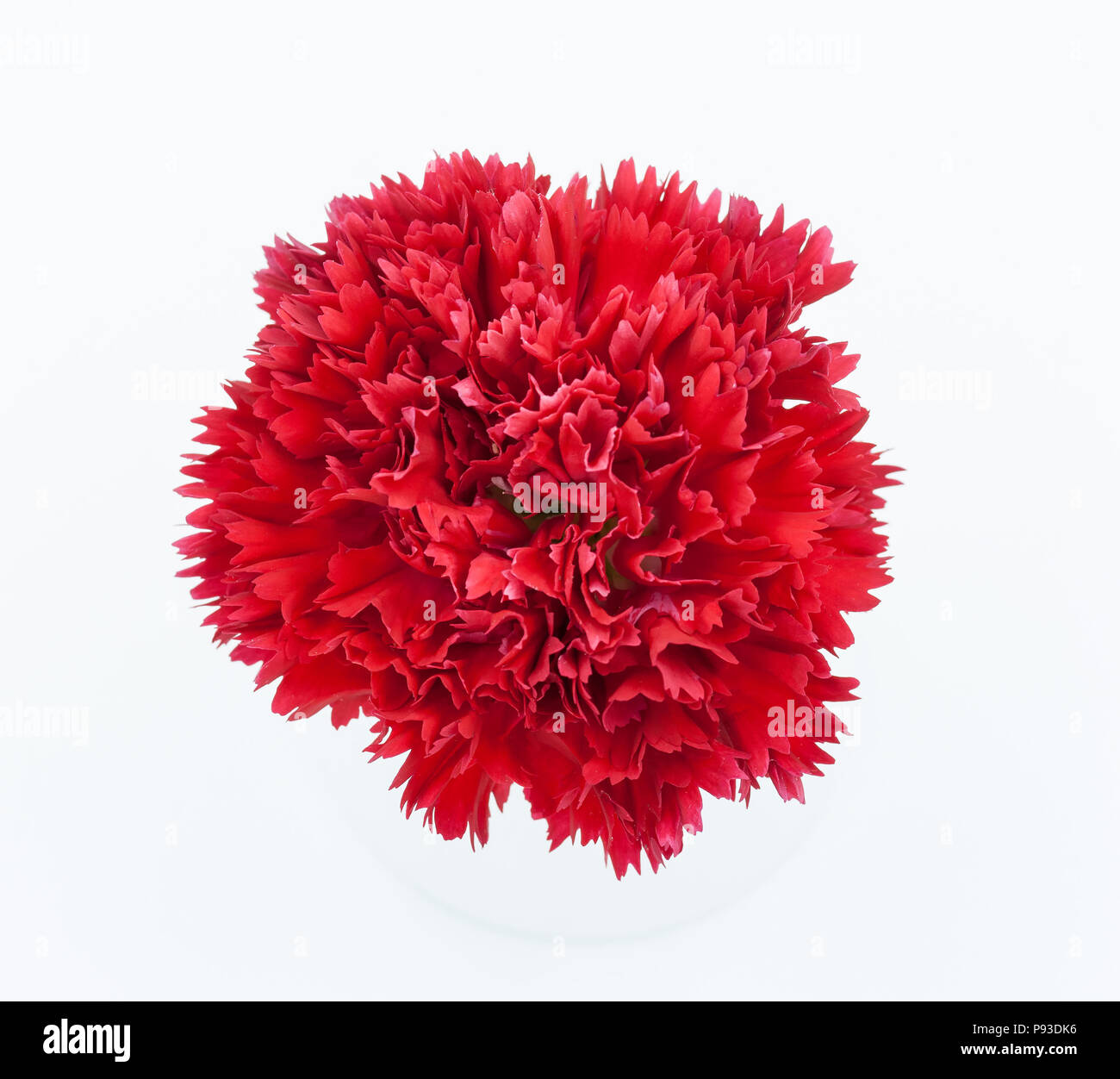 red carnation flower isolated on white background Stock Photo - Alamy