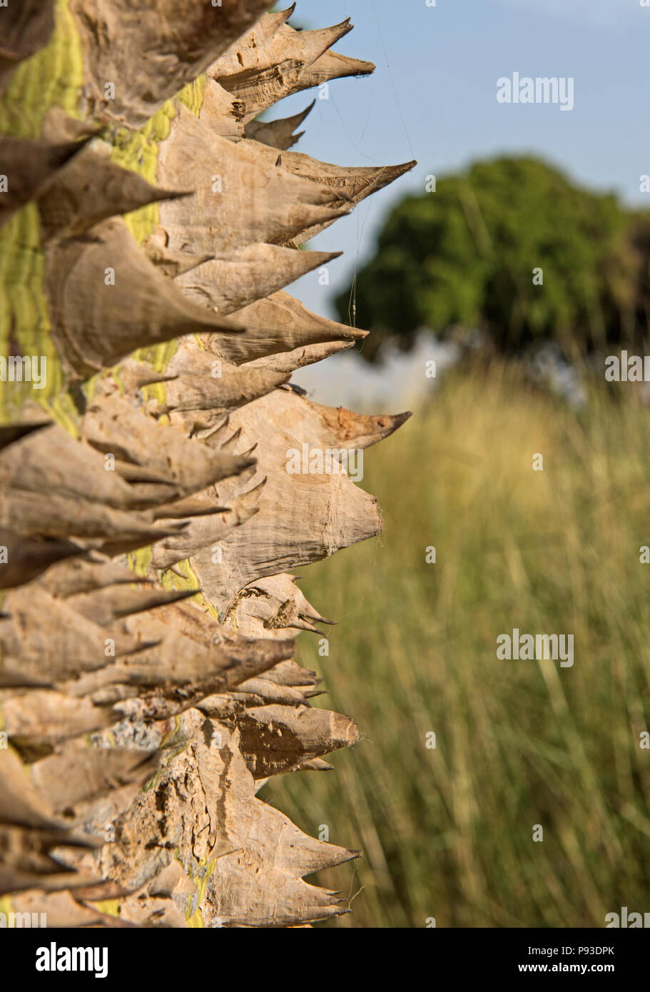 Close-up detail of large trunk on silk floss tree ceiba speciosa with spiky thorns and grass meadow background Stock Photo