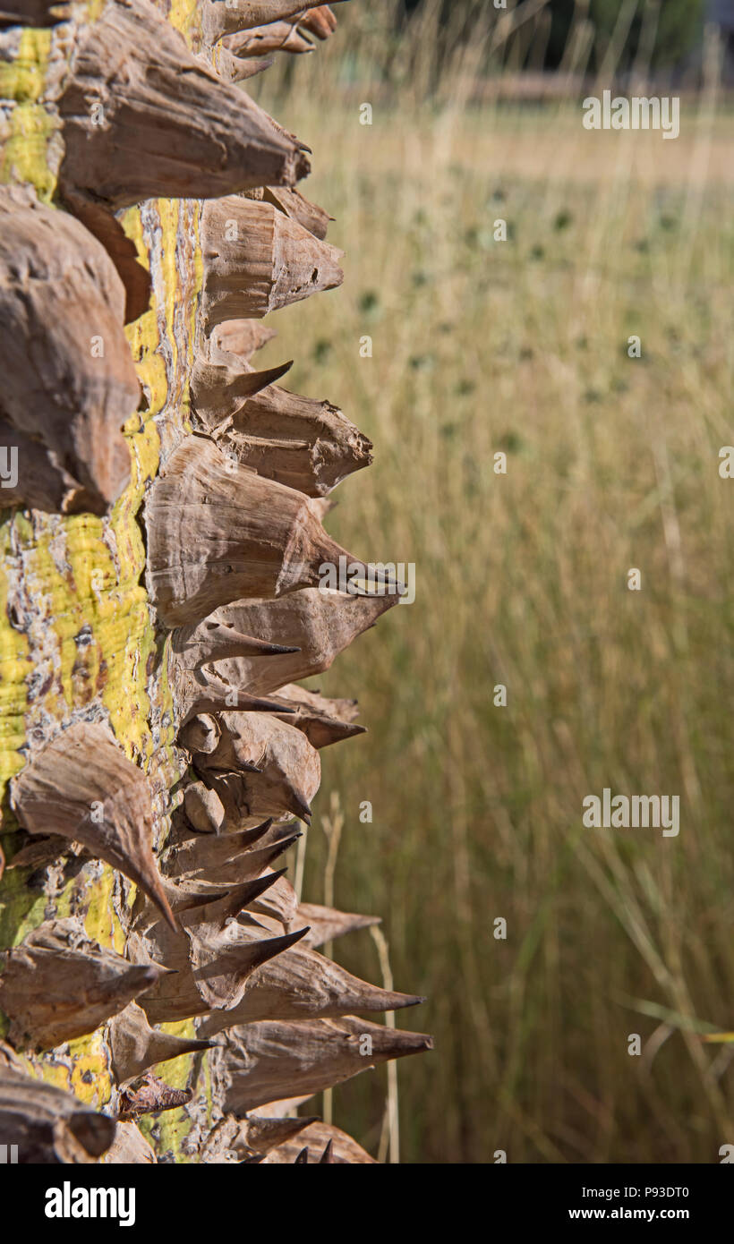 Close-up detail of large trunk on silk floss tree ceiba speciosa with spiky thorns and grass meadow background Stock Photo