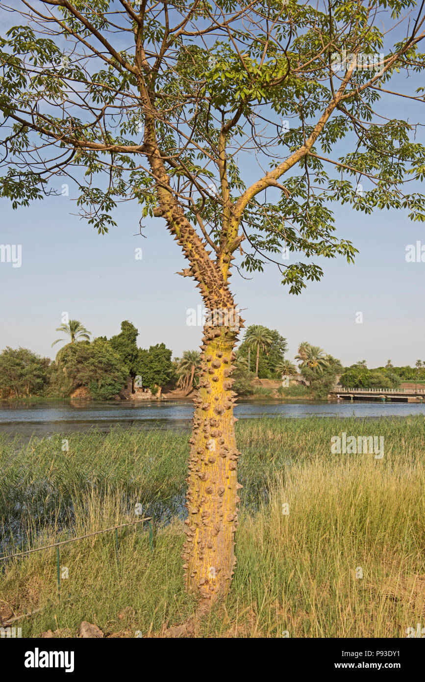 Silk floss tree ceiba speciosa with spiky thorns and leafy canopy growing in meadow on bank of large african river landscape Stock Photo