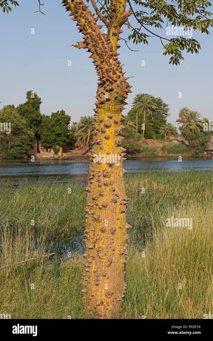 Silk floss tree ceiba speciosa with spiky thorns and leafy canopy