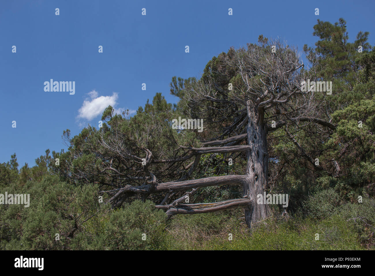 Old limber pine in the Rocky Mountain Stock Photo