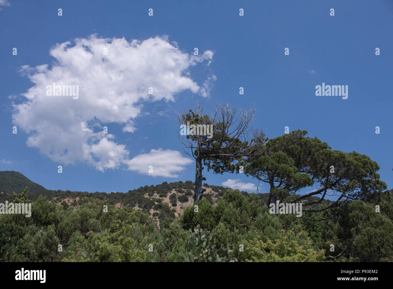 Old limber pine in the Rocky Mountain Stock Photo