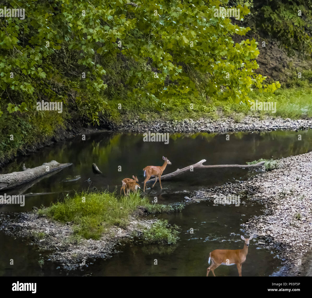 Whitetail deer does with their fawns stand in creek in evening Stock Photo
