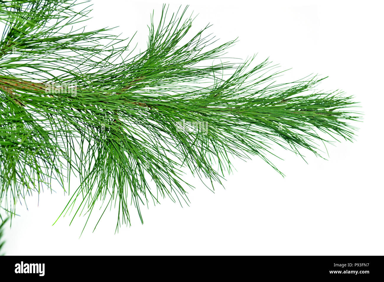 Photography With Scene Of The Branch Of The Conifer On White Isolation photography-with-scene-of-the-branch-of-the-conifer-on-white-isolation