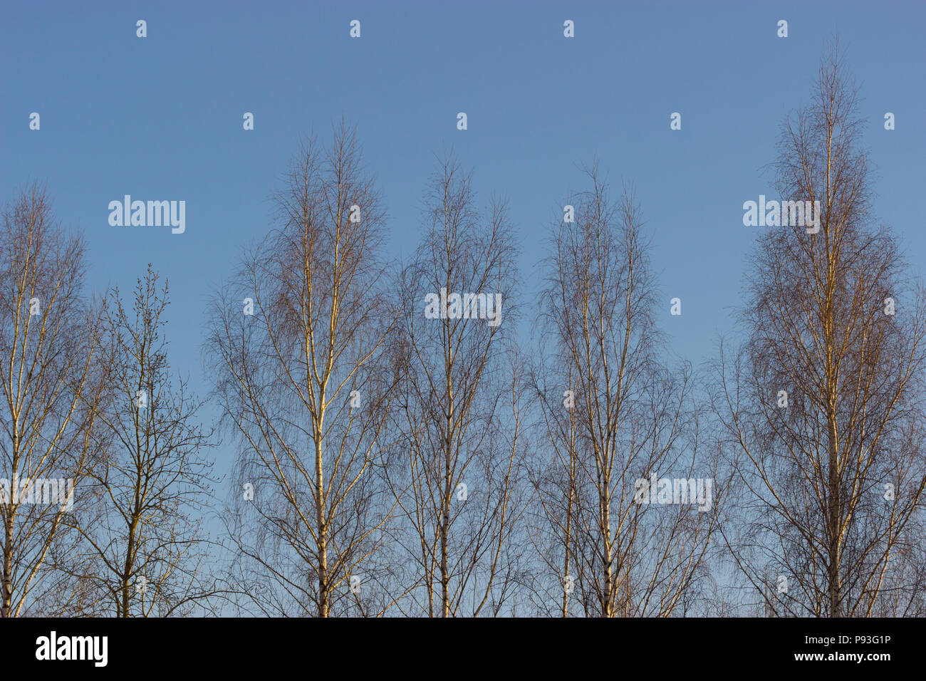 trees with bare branches on blue sky background Stock Photo - Alamy