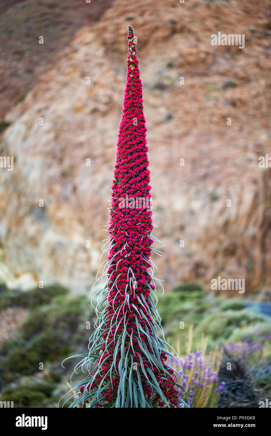 Endemic beautiful flower Tajinaste rojo (Echium wildpretii) on rocky background. Teide National Park, Tenerife, Canary Islands, Spain. Stock Photo