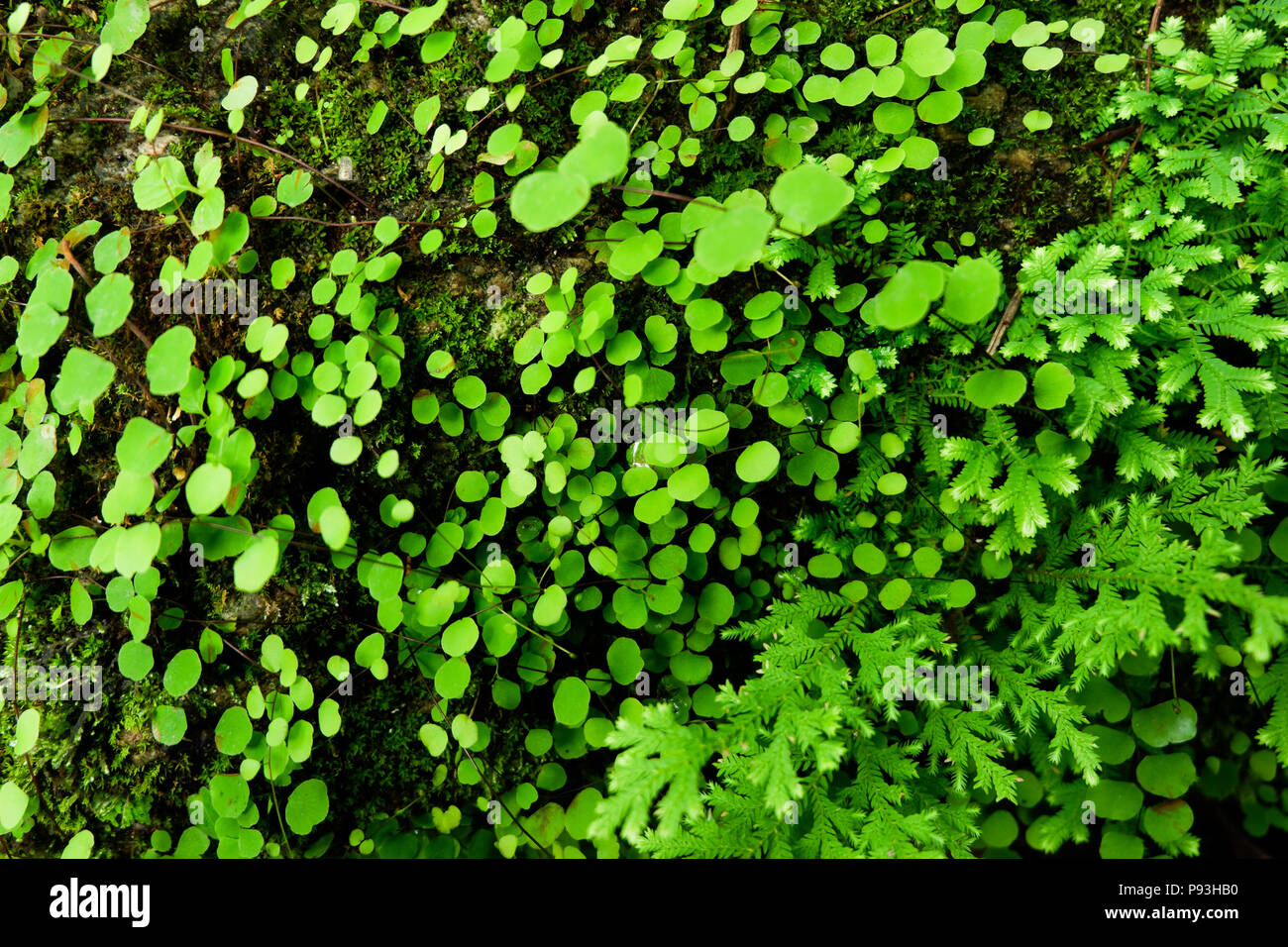 Close-up of Freshness Selaginella involvens fern, small fern leaves growing in the rain forest Stock Photo