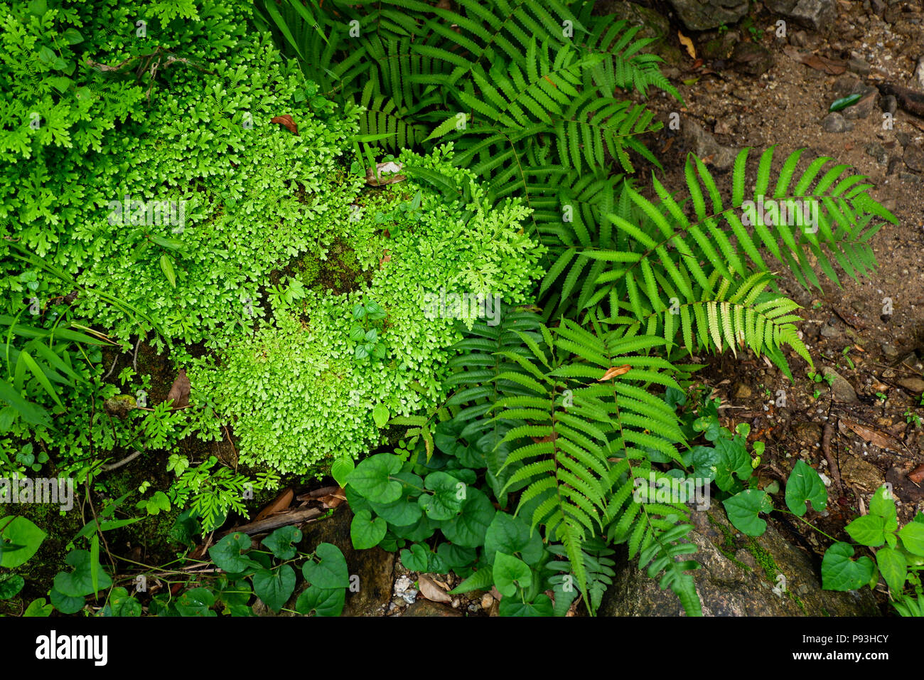 Fern leaf pattern hi-res stock photography and images - Alamy