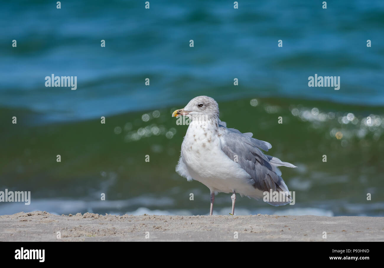 European herring gull Stock Photo Alamy