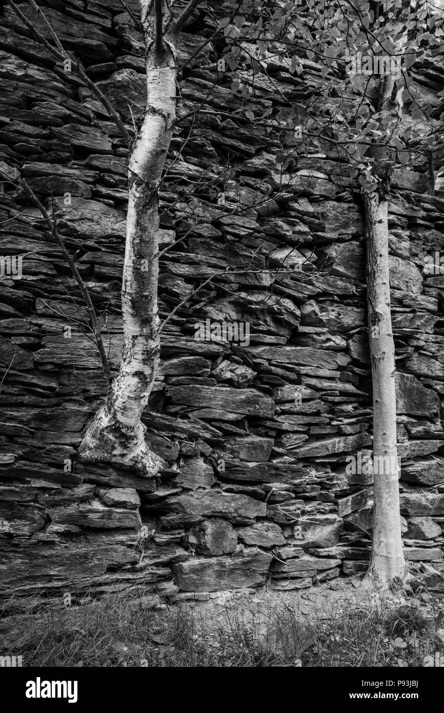 Birch tree growing out of a stone wall of an old abandoned farm building near Setcases in the Catalonian Pyrenees, Spain Stock Photo