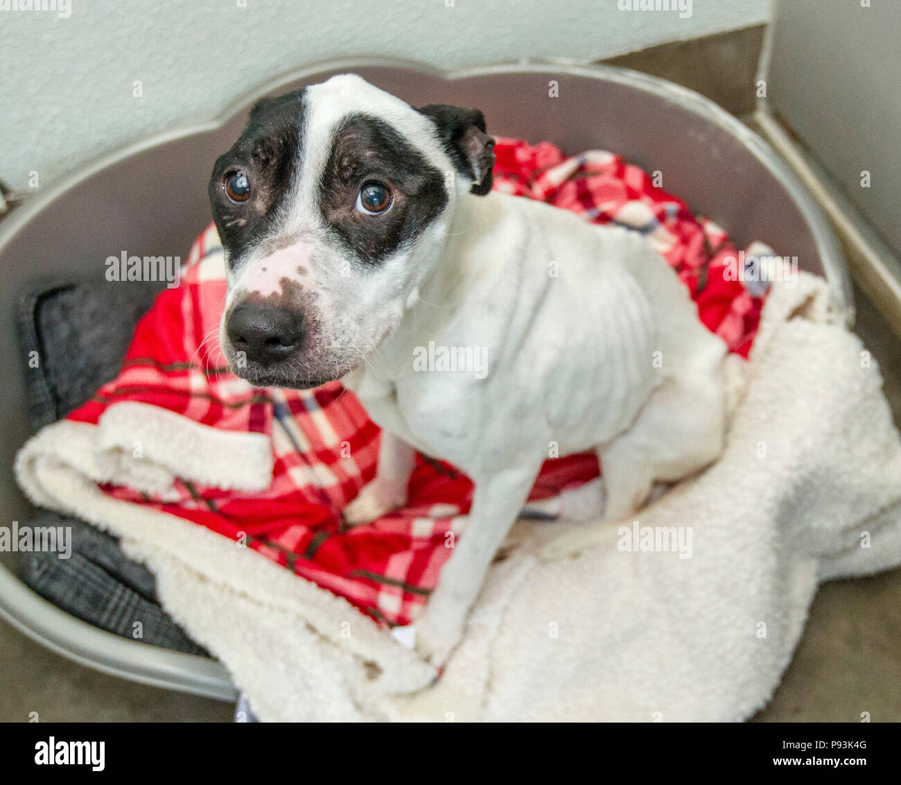 Abused dog getting cared for after rescue Stock Photo