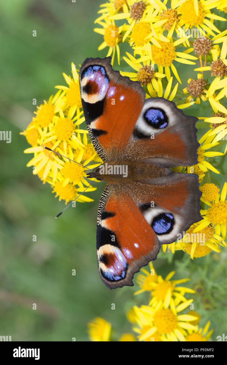 peacock-butterfly-uk-hi-res-stock-photography-and-images-alamy