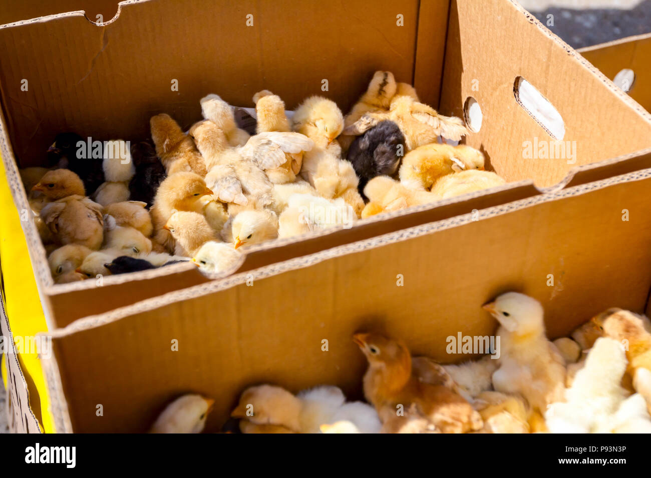 Baby chicken, small and very beautiful yellow chicks are placed in