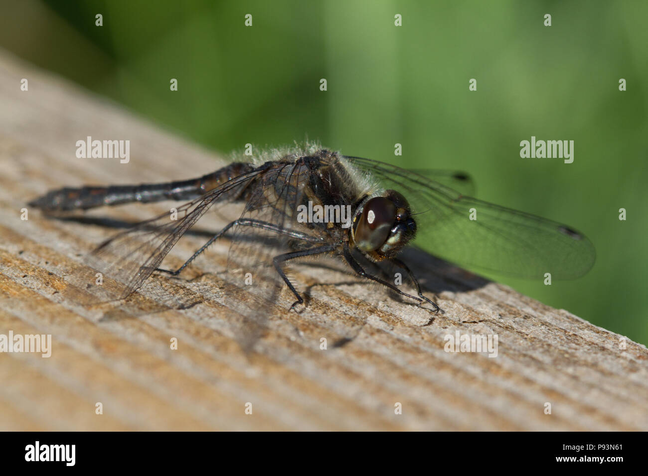 Black darter, Sympetrum danae, Scotland, UK Stock Photo