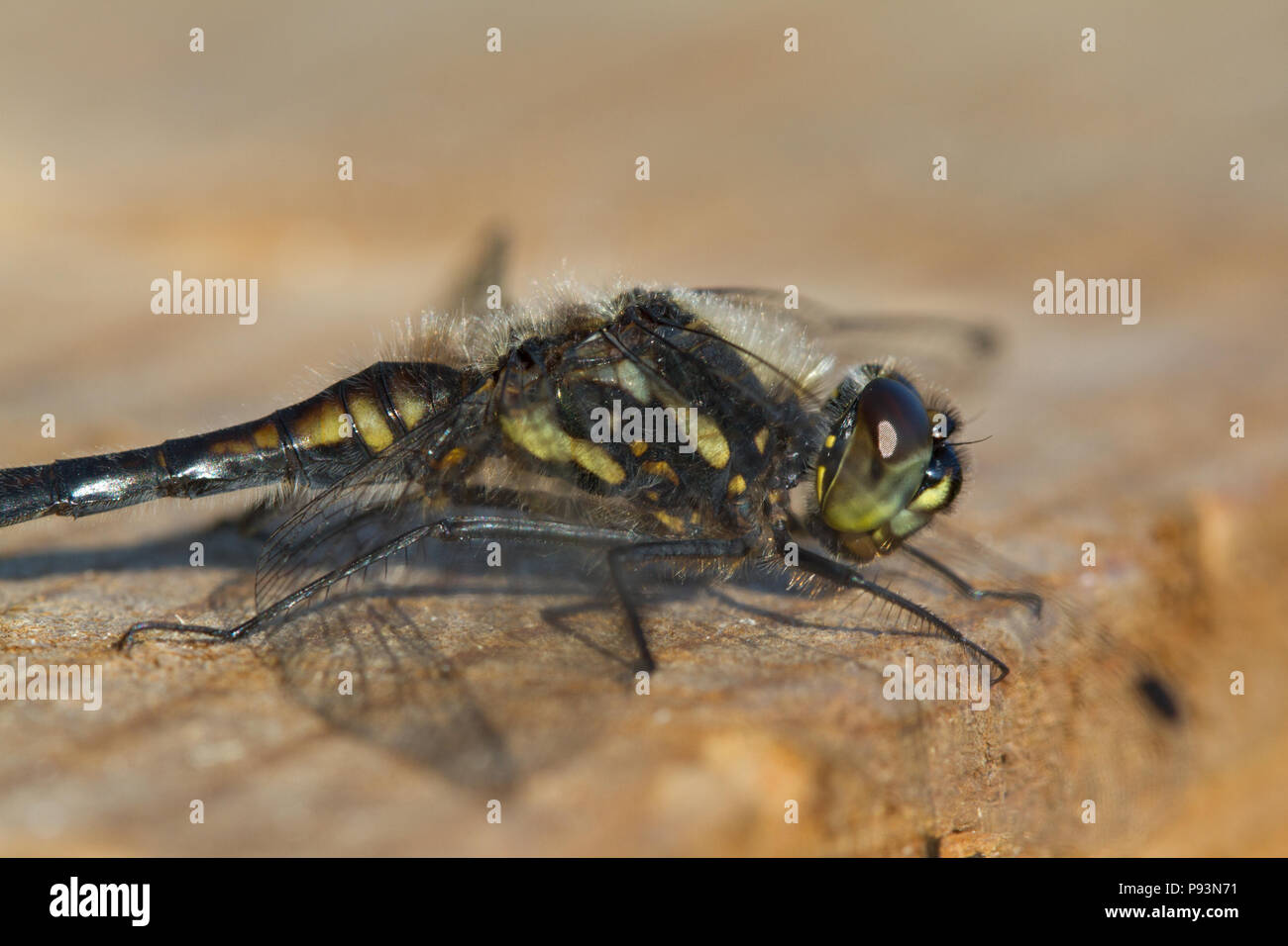 Black darter, Sympetrum danae, Scotland, UK Stock Photo