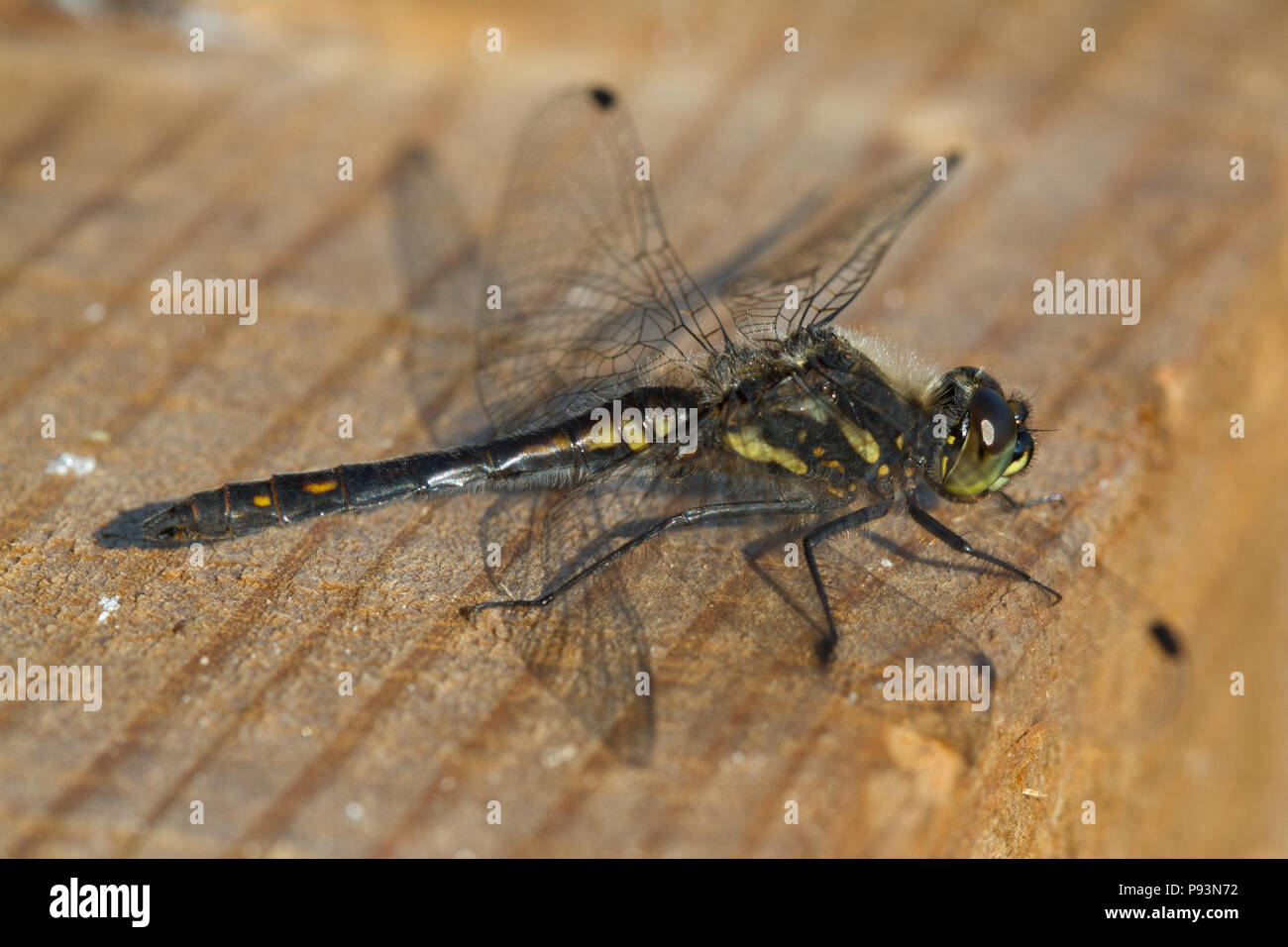 Black darter, Sympetrum danae, Scotland, UK Stock Photo