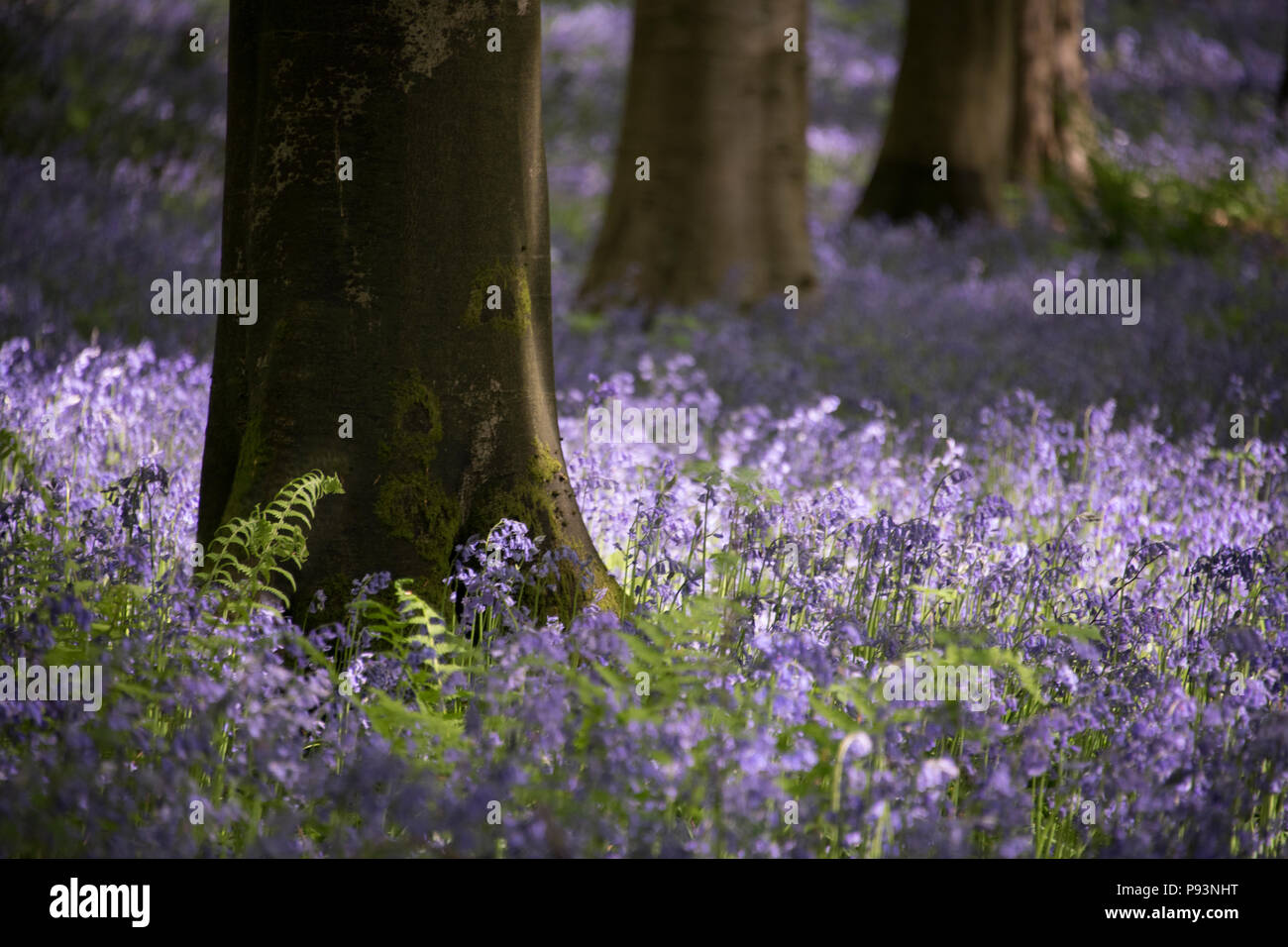 Micheldever Woods in Hampshire. Stock Photo