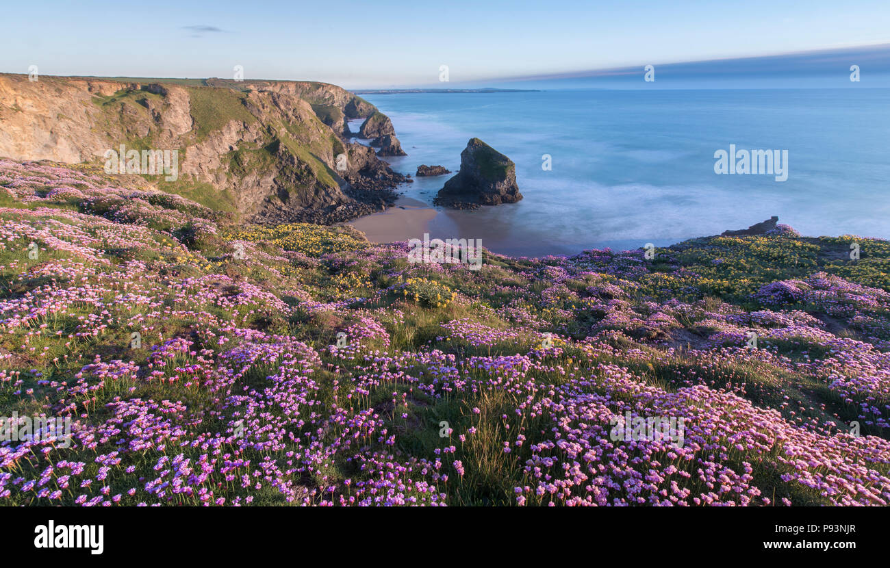 Carpets of thrift at Bedruthan Steps in Cornwall. Stock Photo