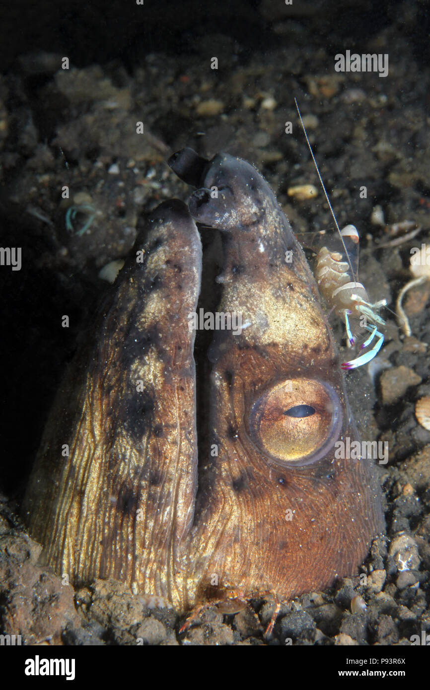 Magnificent Partner Shrimp (Periclimenes Magnificus) on the Head of a ...