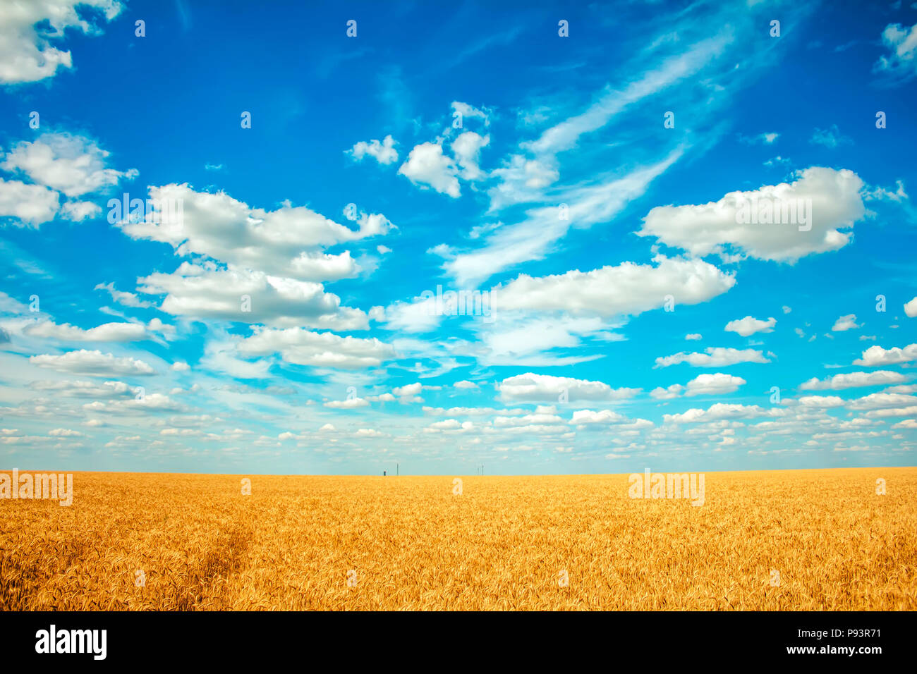 field of wheat and clouds in the blue sky Stock Photo - Alamy