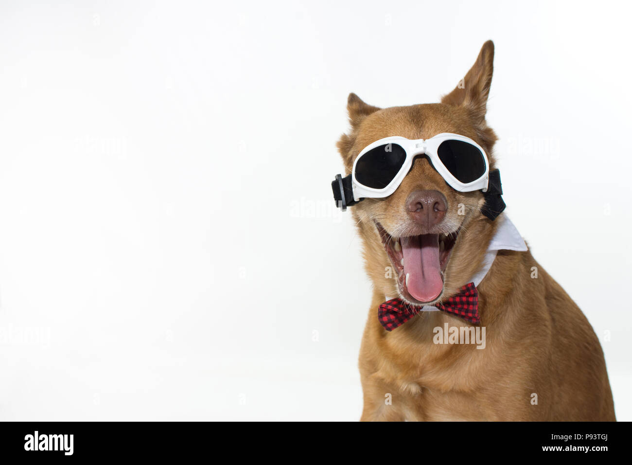 FASHION MIXED BREED DOG WEARING A BOW TIE AND WHITE SUNGLASSES ISOLATED ...