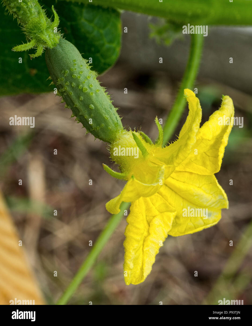 closeup of a cucumber blossom Stock Photo