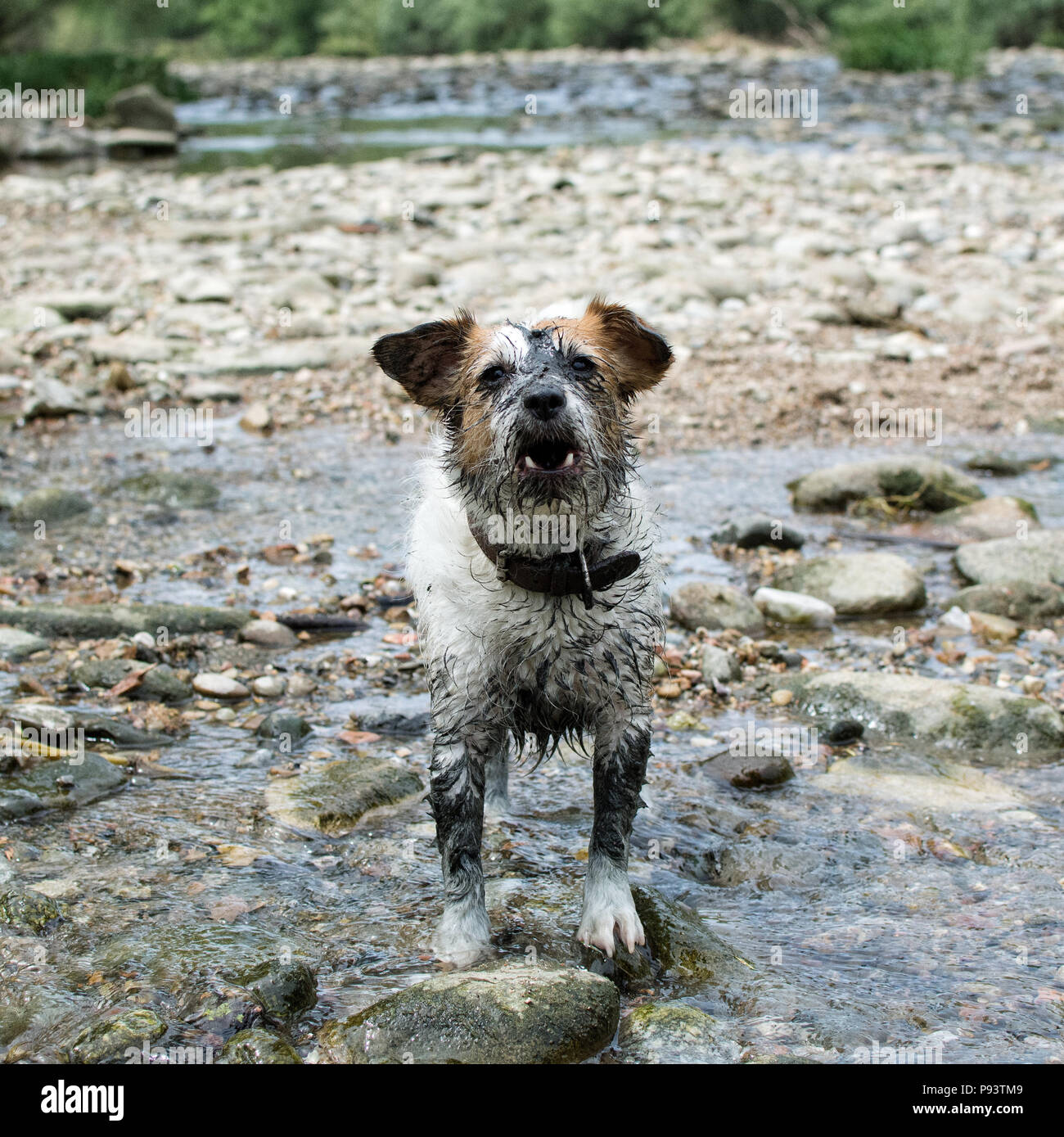 FUNNY DIRTY JACK RUSSELL DOG AFTER PLAY IN A MUD PUDDLE ON NATURAL