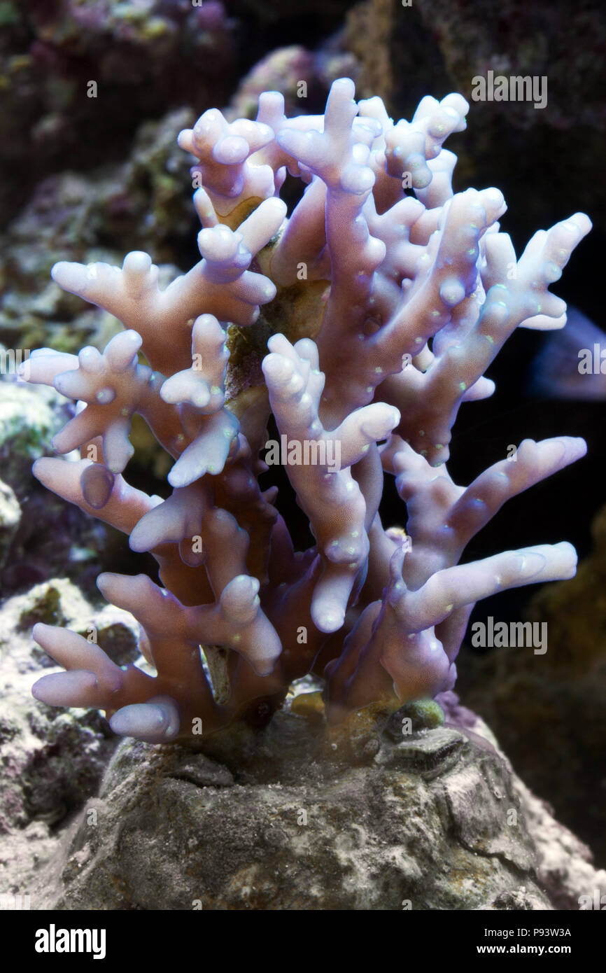 Amazing coral reef aquarium moment. Stock Photo