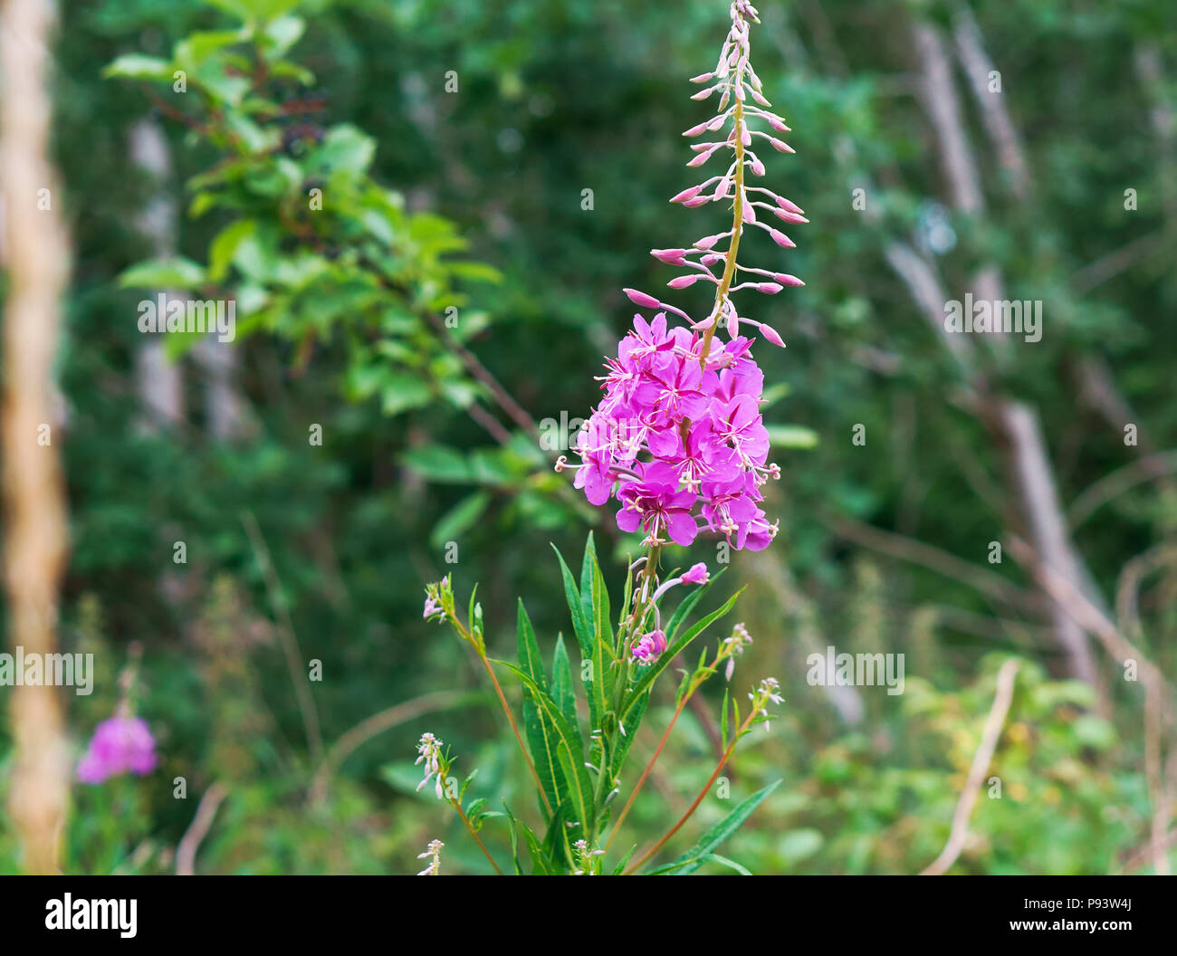 flowers of Ivan-tea, medicinal plant Ivan-tea rose inflorescence Stock Photo