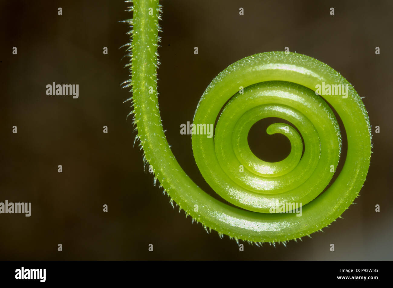 closeup of a cucumber tendril spiral Stock Photo