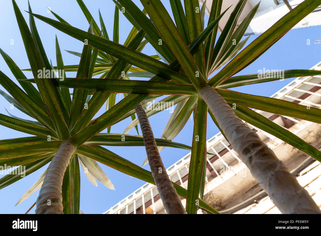 Madagascar dragon tree (Dracaena marginata) plant growing in garden, Asuncion, Paraguay Stock Photo