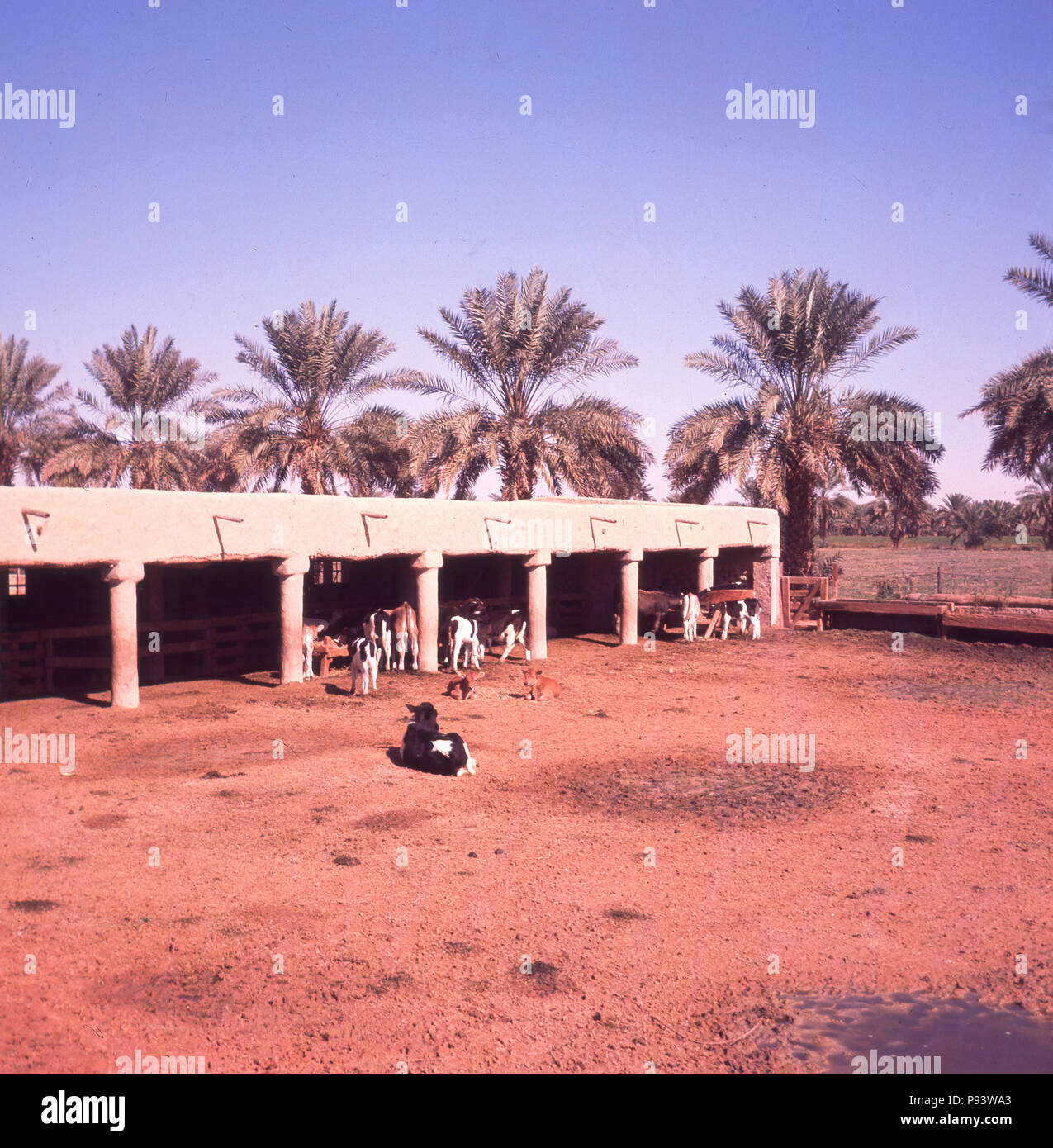 1960s, picture shows an experimental cattle station at the Al-Kharj oasis, Saudi Arabia. Due to its perennial supply of freshwater, the area was chosen as the location for a governmental experimental farm in the late 1930s and since then has been transformed into a major agricultural centre for Saudi Arabia. Stock Photo