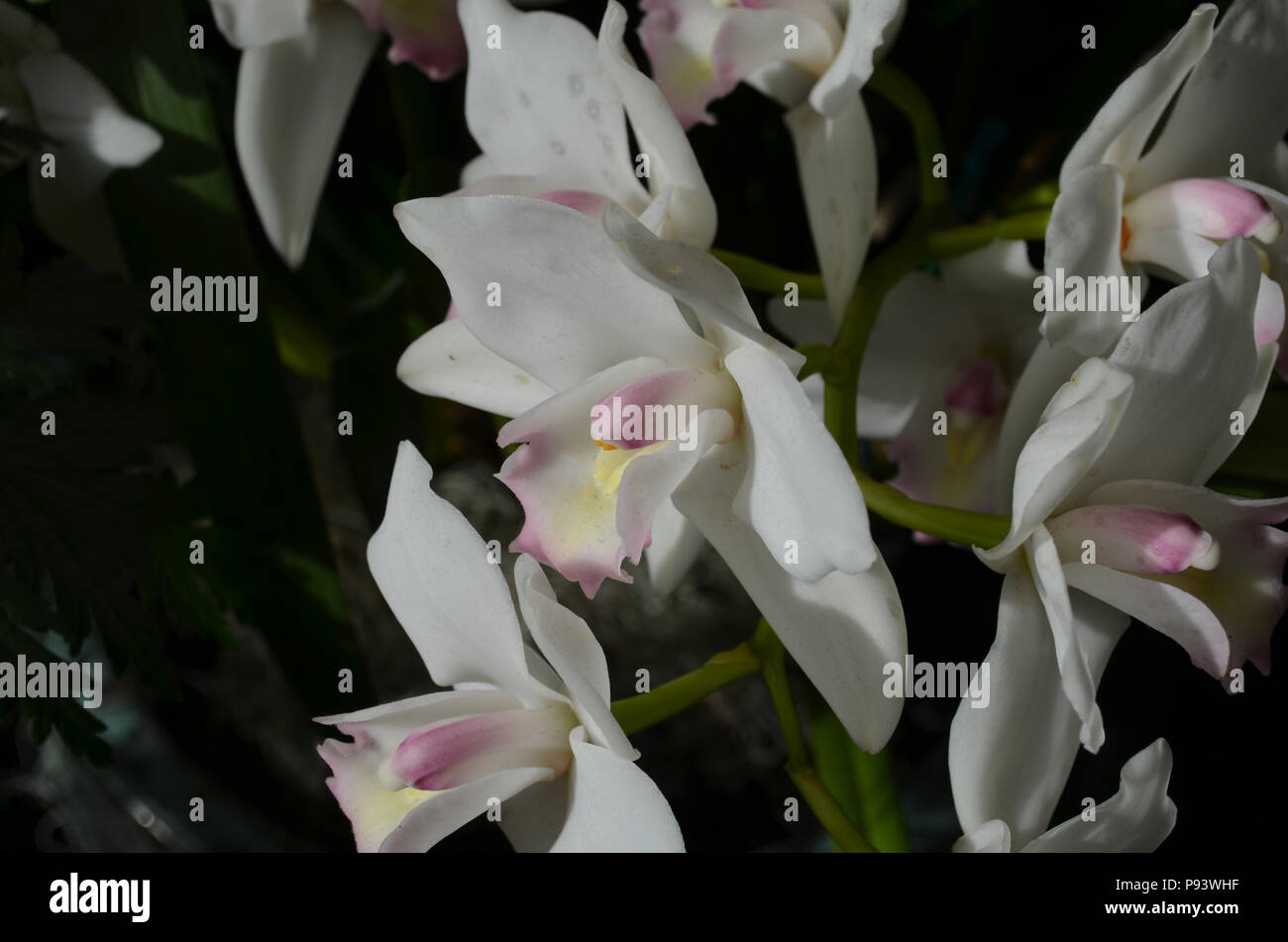 Pretty white orchid pink spots hi-res stock photography and images - Alamy