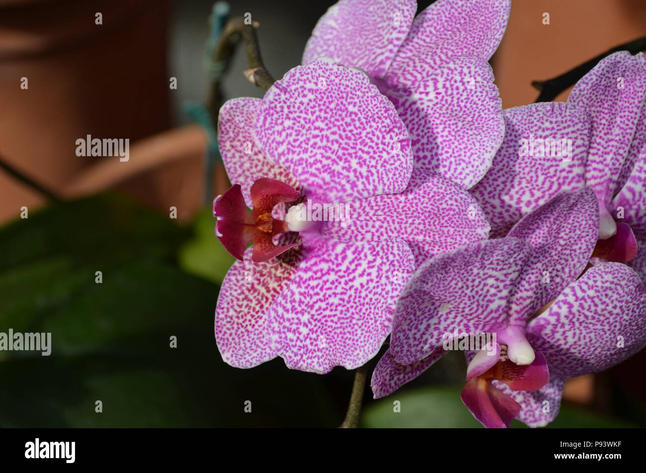 Pretty white orchid pink spots hi-res stock photography and images - Alamy