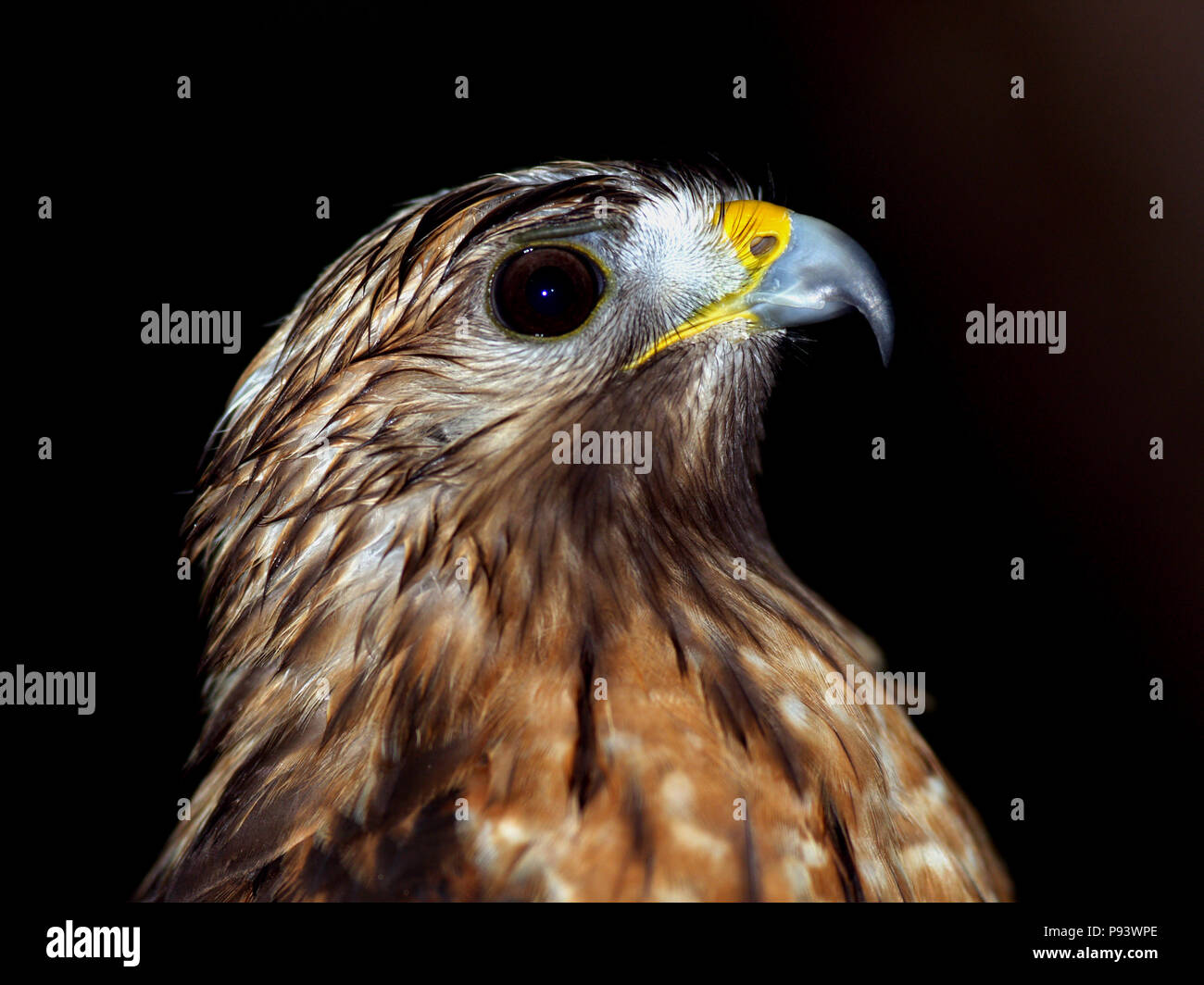 raptor owl eagle hawk kite vulture peregrine kestrel falconry falcon