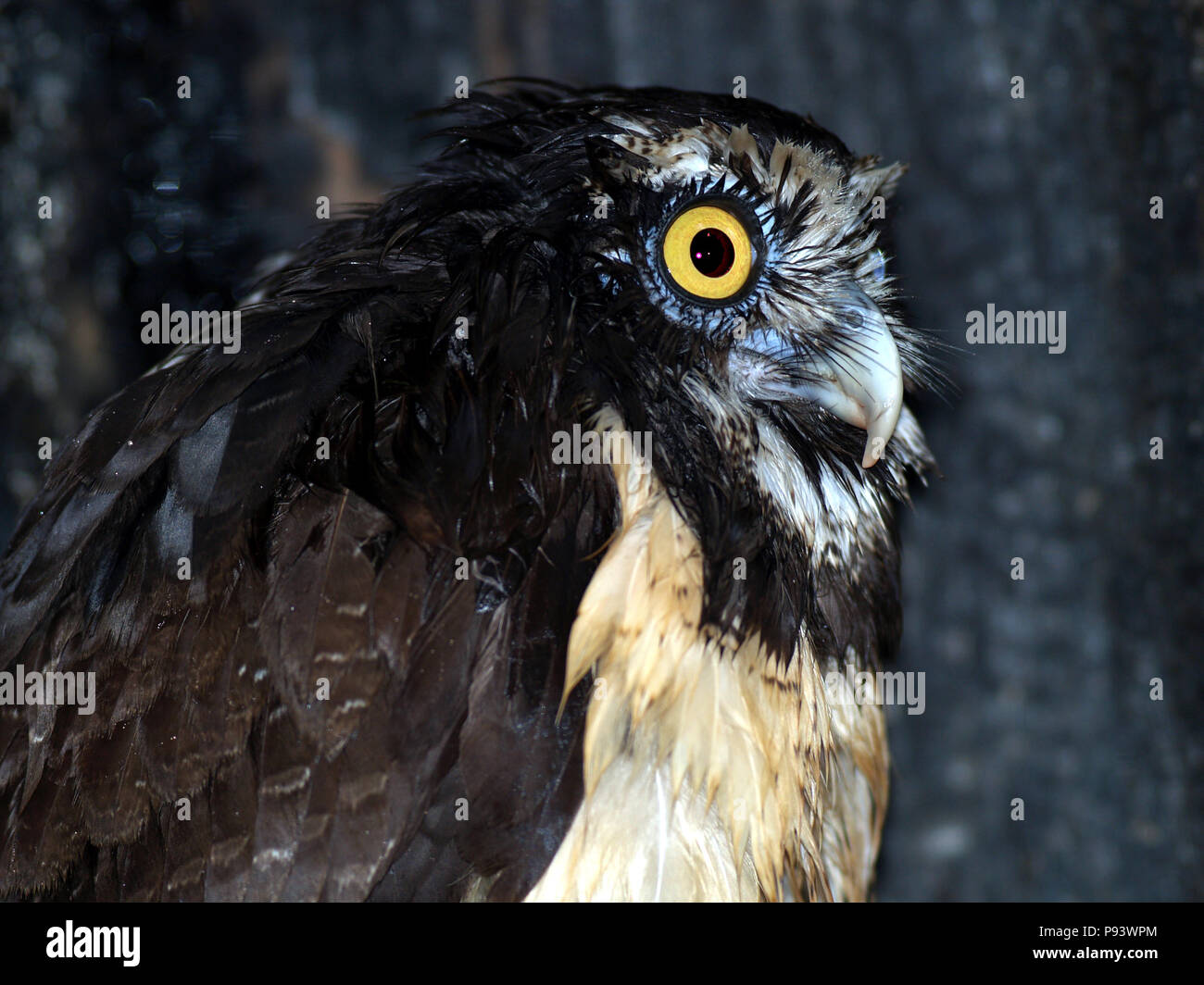 raptor owl eagle hawk kite vulture Stock Photo Alamy