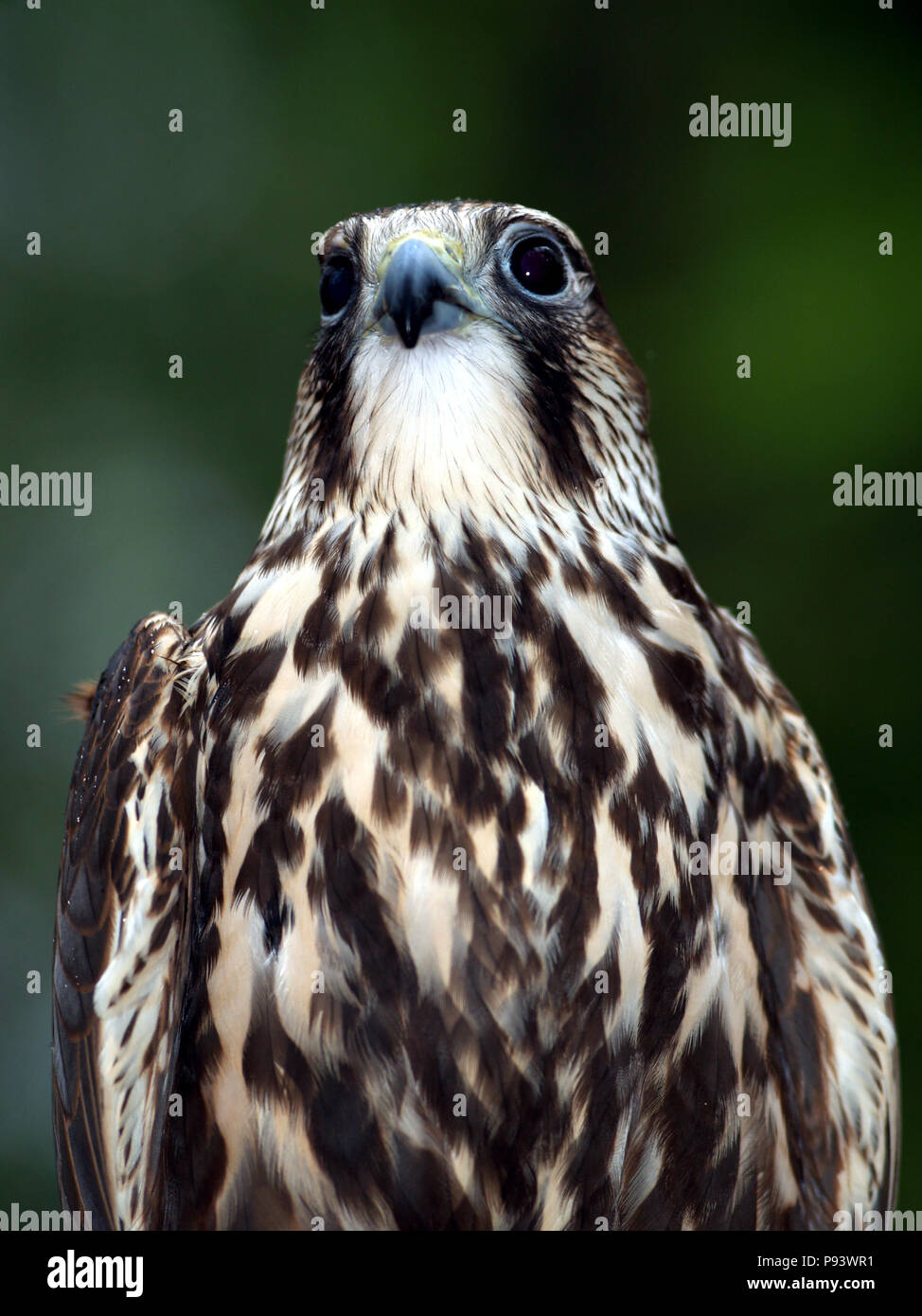 raptor owl eagle hawk kite vulture peregrine kestrel falconry falcon